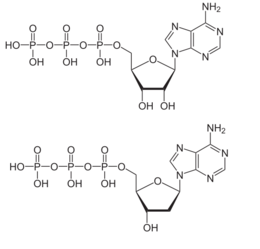 Adénosine Triphosphate: Propriétés, Fonctions biologiques, Régénération