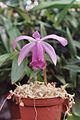 A and B Larsen orchids - Pleione bulbocodioides 1073-4.JPG