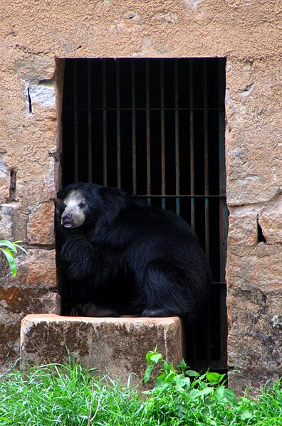 File:A bear from Pilikula.jpg