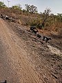 A dog crossing the road in Northern Ghana 01