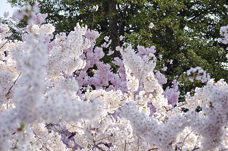 File:A kerfuffle of cherry tree blossoms - 2013-04-09 (8635278725).jpg