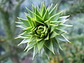 A plant macro close up.JPG