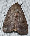 Abagrotis alternata - šíp červený můra Hugh McGuinness není nová, ale odlišná variace od loňského roku (14275703969) .jpg