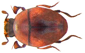 Abraeus granulum