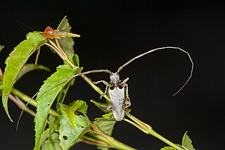 <i>Acalolepta sublusca</i> Species of beetle