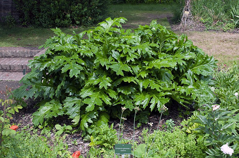 Fichier:Acanthus mollis jardin des plantes.jpg