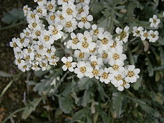 Achillea clavennae