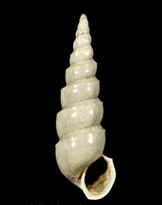 <i>Aclis talaverai</i> Species of gastropod