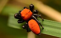 phidippus_cardinalis