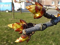 Bourgeons de feuilles de marronnier (Aesculus-01)
