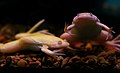 2011-04-20T09:04:58Z : user:Raghith : File:African clawed frogs; Xenopus laevis.jpg