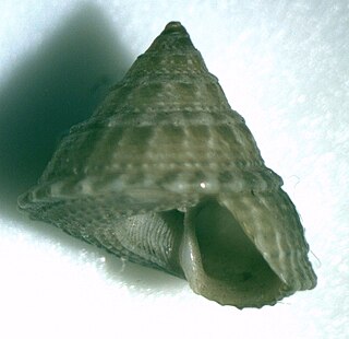 <i>Agagus</i> Genus of gastropods