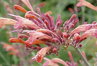 <i>Agastache rupestris</i> Species of plant