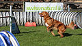 Agility - Sprung Toller 1.jpg