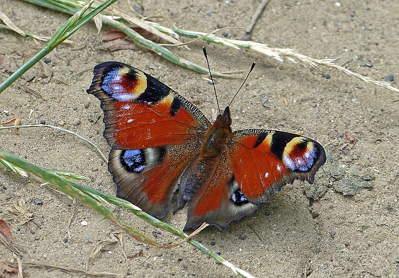 File:Aglais io con le ali aperte.jpg