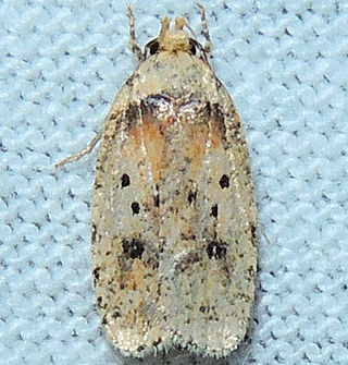 <i>Agonopterix flavicomella</i> Species of moth