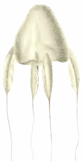 <span class="mw-page-title-main">Alatinidae</span> Family of jellyfishes