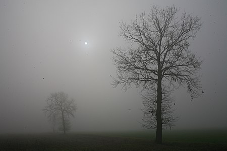 Two trees and the sun in a foggy day in Pavia, Italy