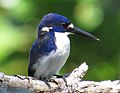 Alcedo pusilla - Little kingfisher 3660.jpg