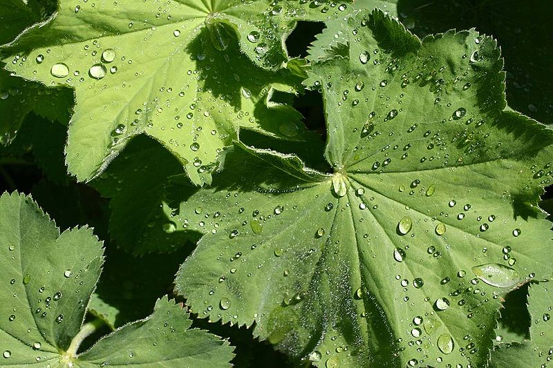 File:Alchemilla mollis, Lady's Mantle.jpg