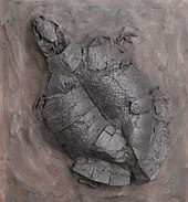 Fossilized skeleton of the Eocene pig-nosed turtle Allaeochelys Allaeochelys crassesculptata - Naturmuseum Freiburg - DSC06737.jpg