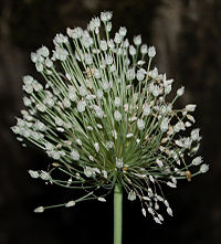 Allium-Polyanthum-Inflo.jpg