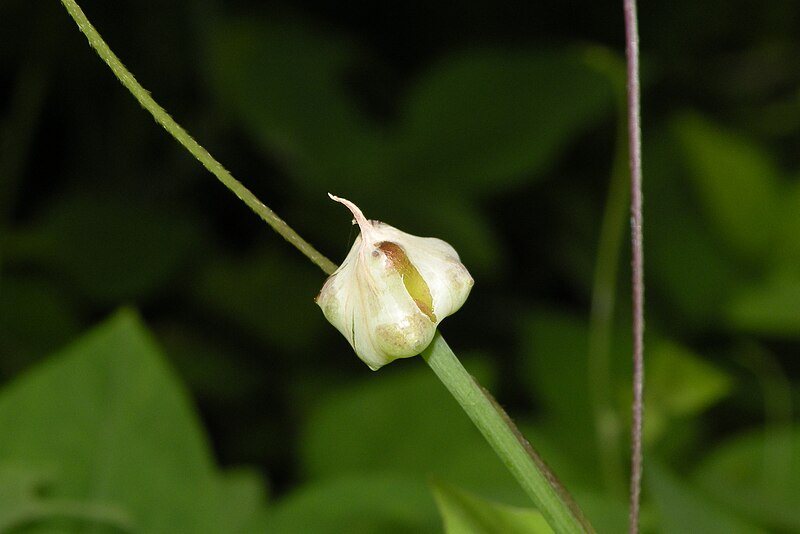 File:Allium canadense (meadow garlic), Foster, RI (32127998586).jpg