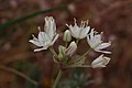 Allium haematochiton 8029.JPG