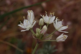 Allium haematochiton