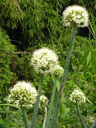 <i>Allium pskemense</i> Species of flowering plant