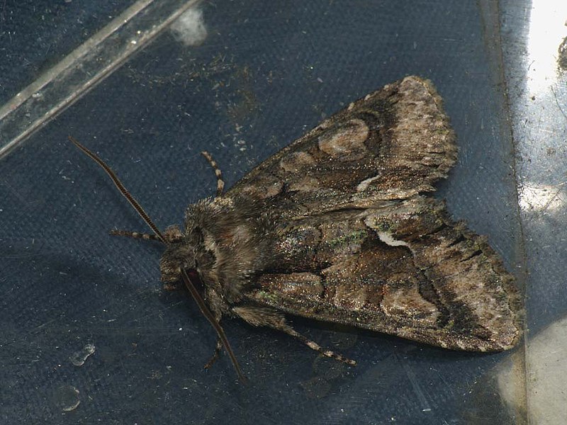 File:Allophyes oxyacanthae - Green-brindled crescent - Совка кистеусая боярышниковая (41054849881).jpg