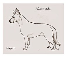 Alopekis drawing.jpg