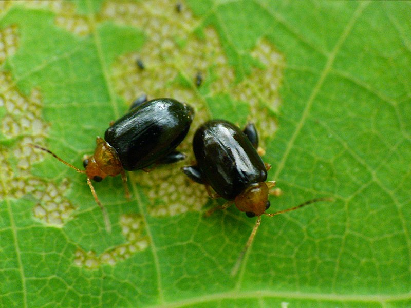 File:Alticine Cissampelos.jpg