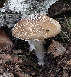 Amanita pantherina 2013 G1.jpg