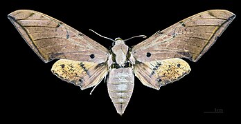 Face dorsale de la femelle (coll.MHNT)