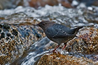 Die Grauwasseramsel ist der ei