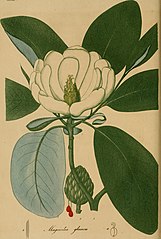 Phytotherapy (herbal medicine): an engraving of magnolia glauca in Jacob Bigelow's American Medical Botany