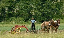 Amish man with only one suspender AmishRakingHay.jpg