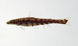 Ammocryptocharax