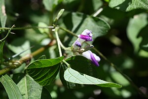 Amphicarpaea bracteata subsp. edgeworthii 2.JPG