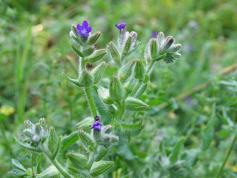 File:Anchusa officinalis 20060810 003.jpg