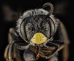 Andrena aliciae, male, face 2012-08-07-17.25 (7982757269).jpg