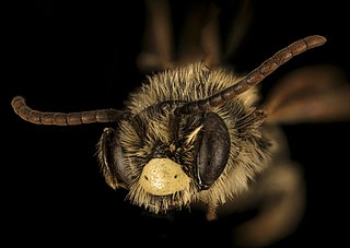 <i>Andrena brevipalpis</i> miner bee species in the family Andrenidae