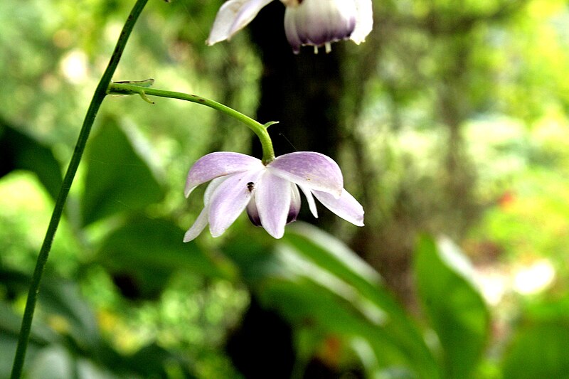 File:Anemonopsis-macrophylla-flower.JPG