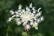 Angelica pubescens - Flickr - odako1.jpg