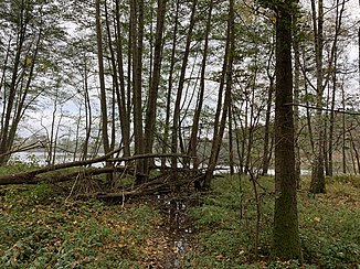 Heiliger Seegraben am Heiligen See