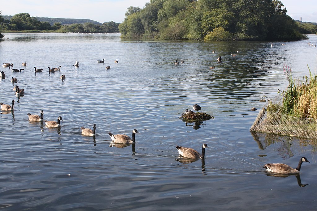 patos y ganzos nadando en una reserva natural sobre un lago de agua