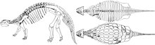 Gambar rangka; pandangan sisi menghadap kekiri, pandangan dorsal, dan gambaran dorsal bagi kepingan dorsal