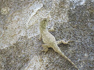 <i>Anolis beckeri</i> Species of lizard