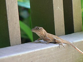 Descripción de la imagen Anolis cybotes on deck of house.jpg.